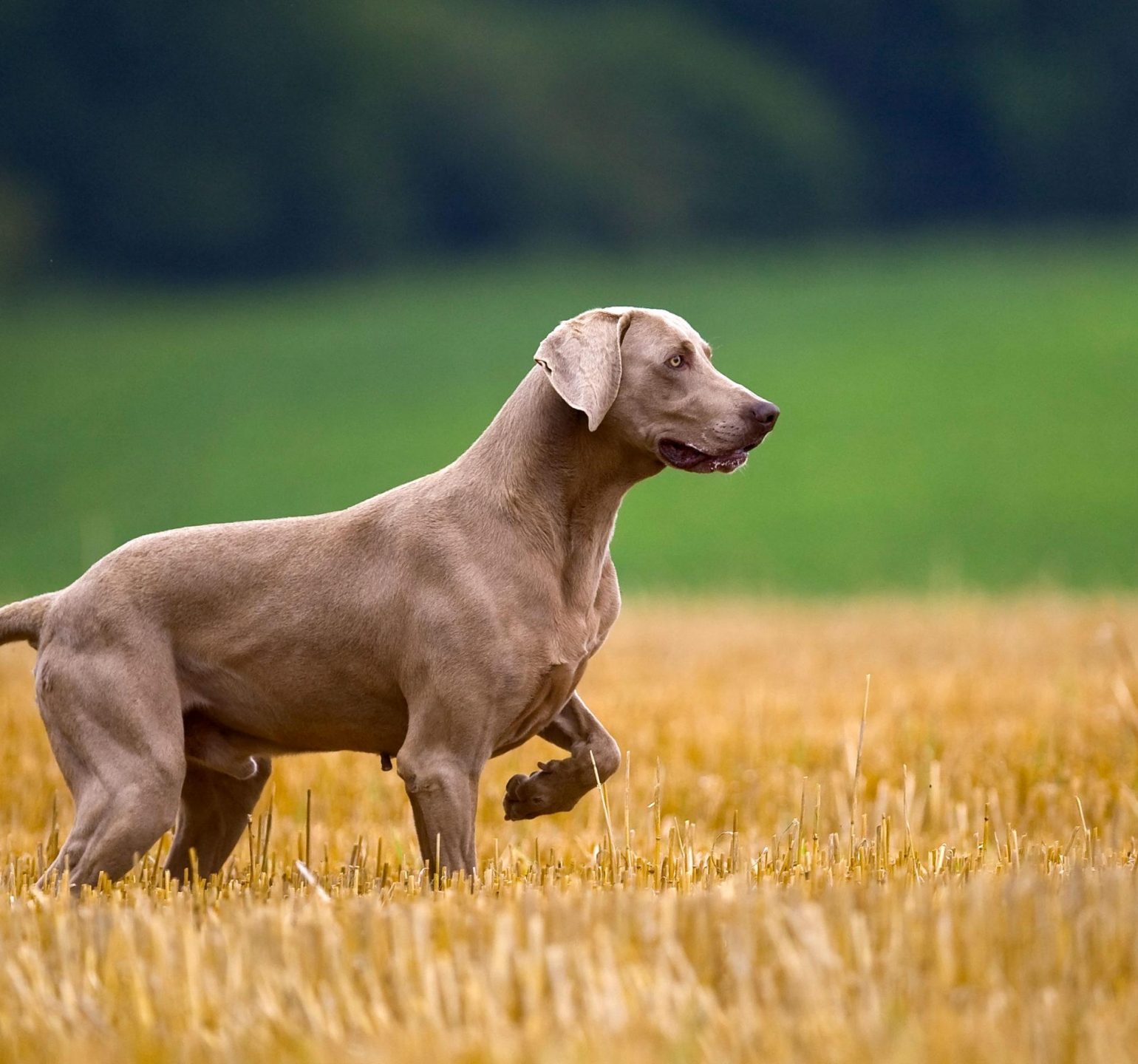 Chien de race Braque de Weimar