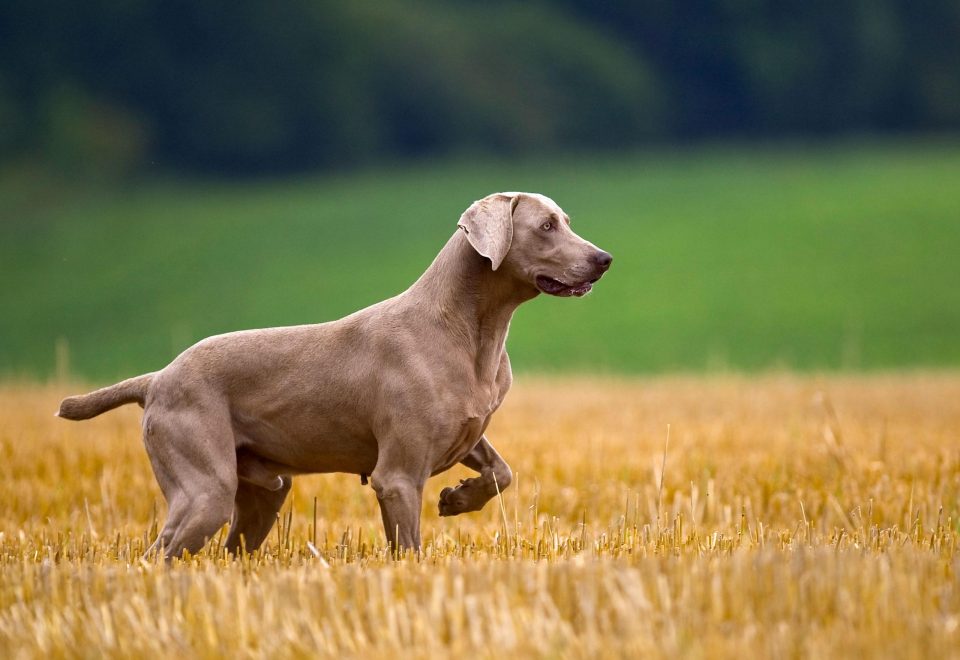 Chien de race Braque de Weimar