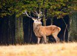 photo cerf chasse