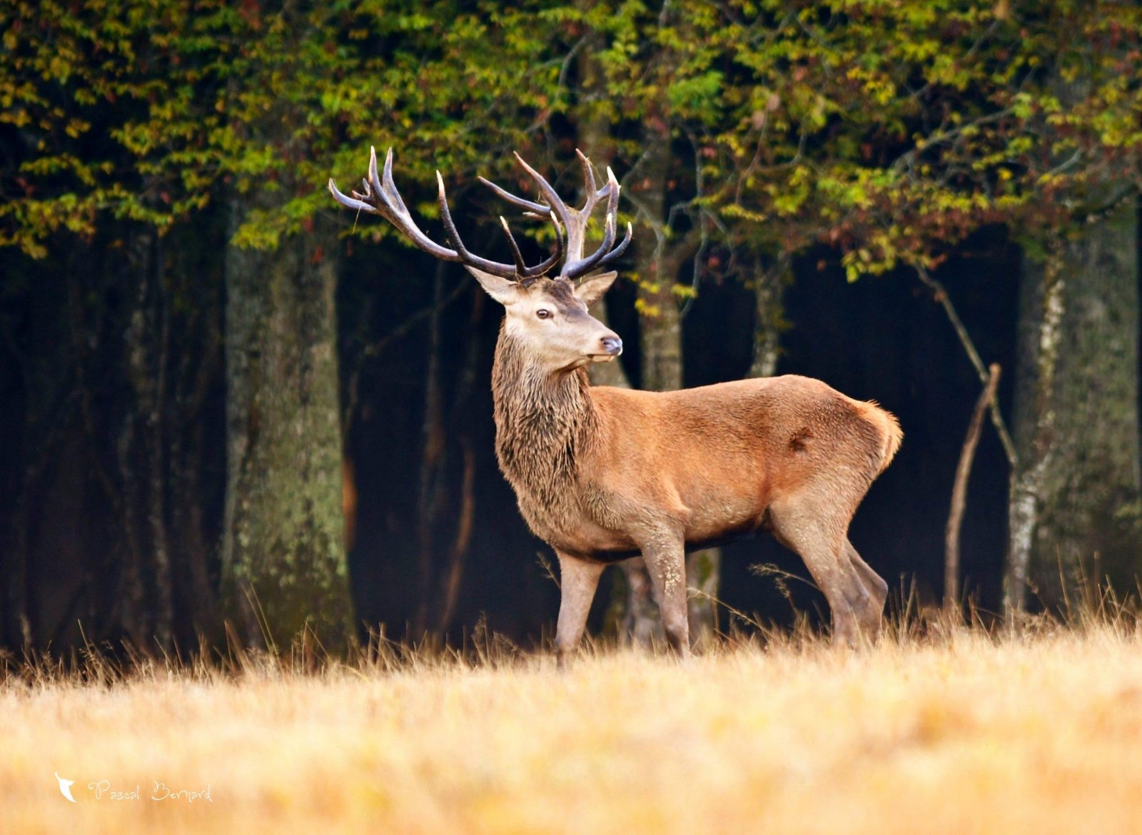 photo cerf chasse