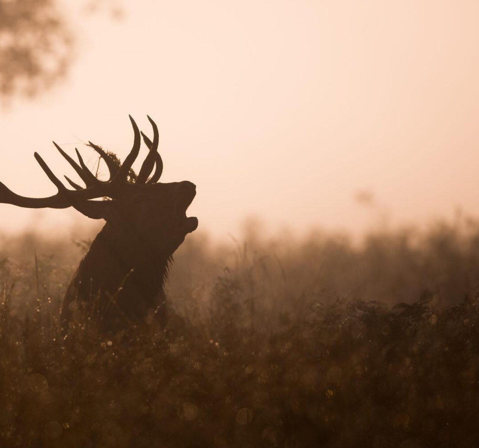 Photo d'un cerf qui brame en forêt