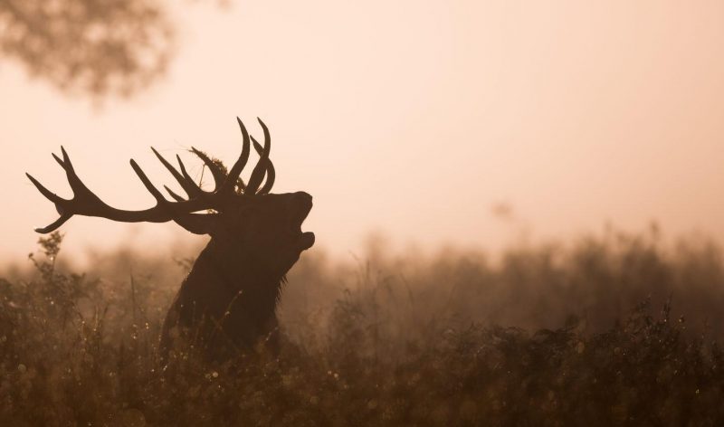 Photo d'un cerf qui brame en forêt