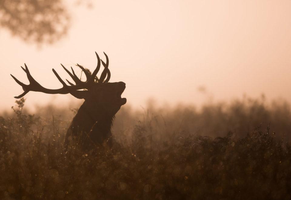 Photo d'un cerf qui brame en forêt