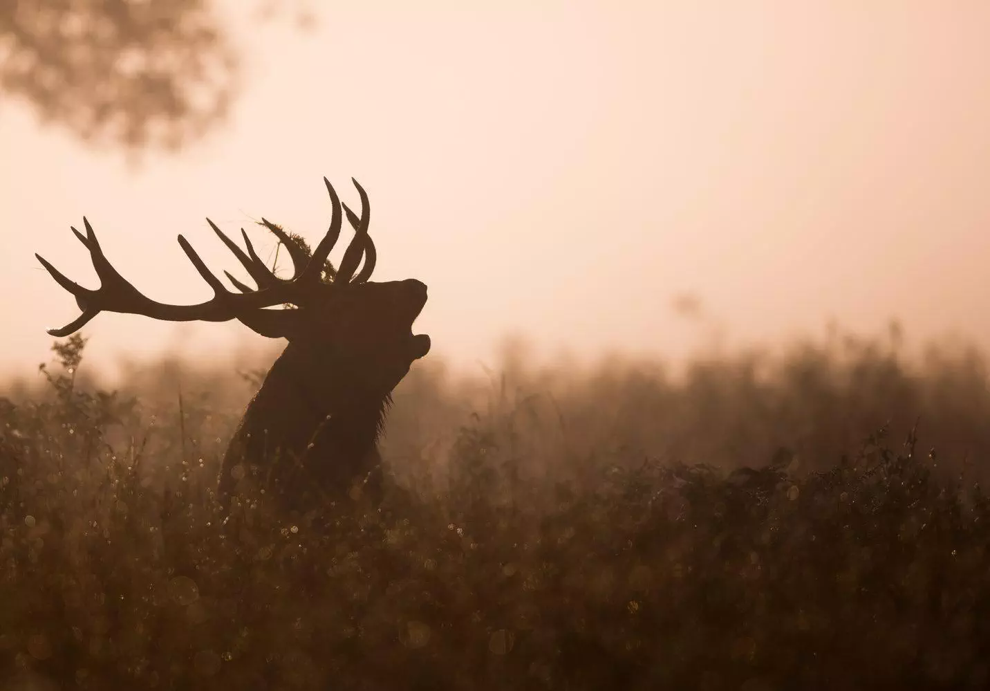 Photo d'un cerf qui brame en forêt