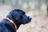 labrador race chien de chasse avec collier