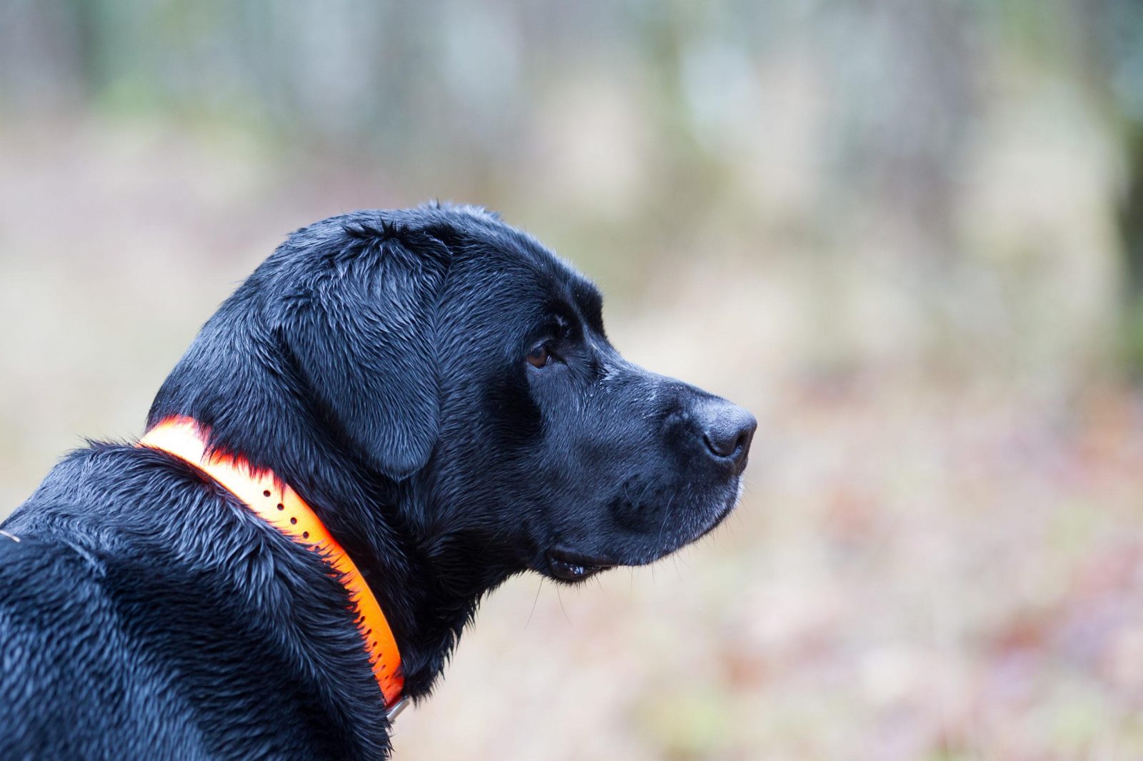 labrador race chien de chasse avec collier