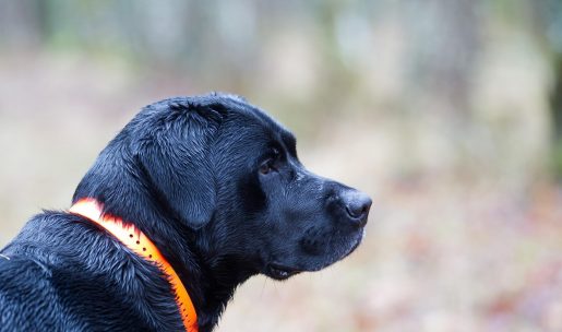 labrador race chien de chasse avec collier