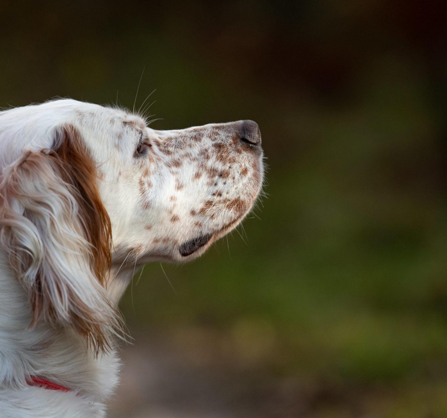 photo chien de chasse en forêt