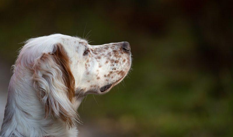 photo chien de chasse en forêt