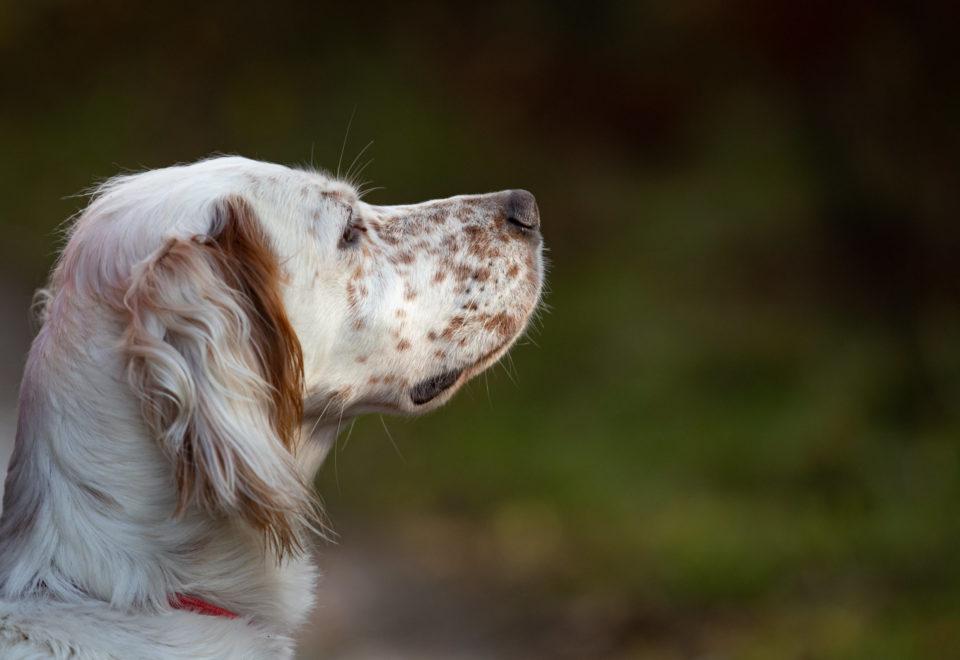 Oberthür, une histoire familiale - Une Vie de Setter