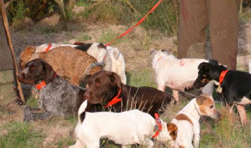 chasseur éleveur de chiens de chasse