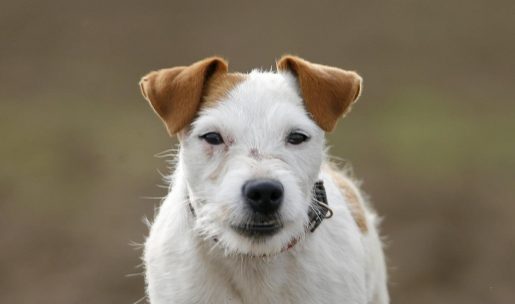 jack russel race de chien de chasse