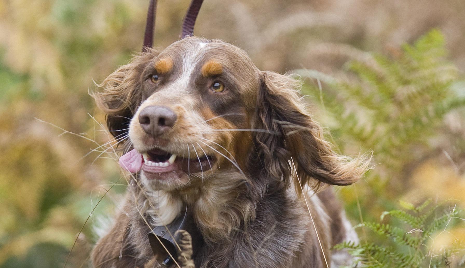 Chien de chasse de race springer