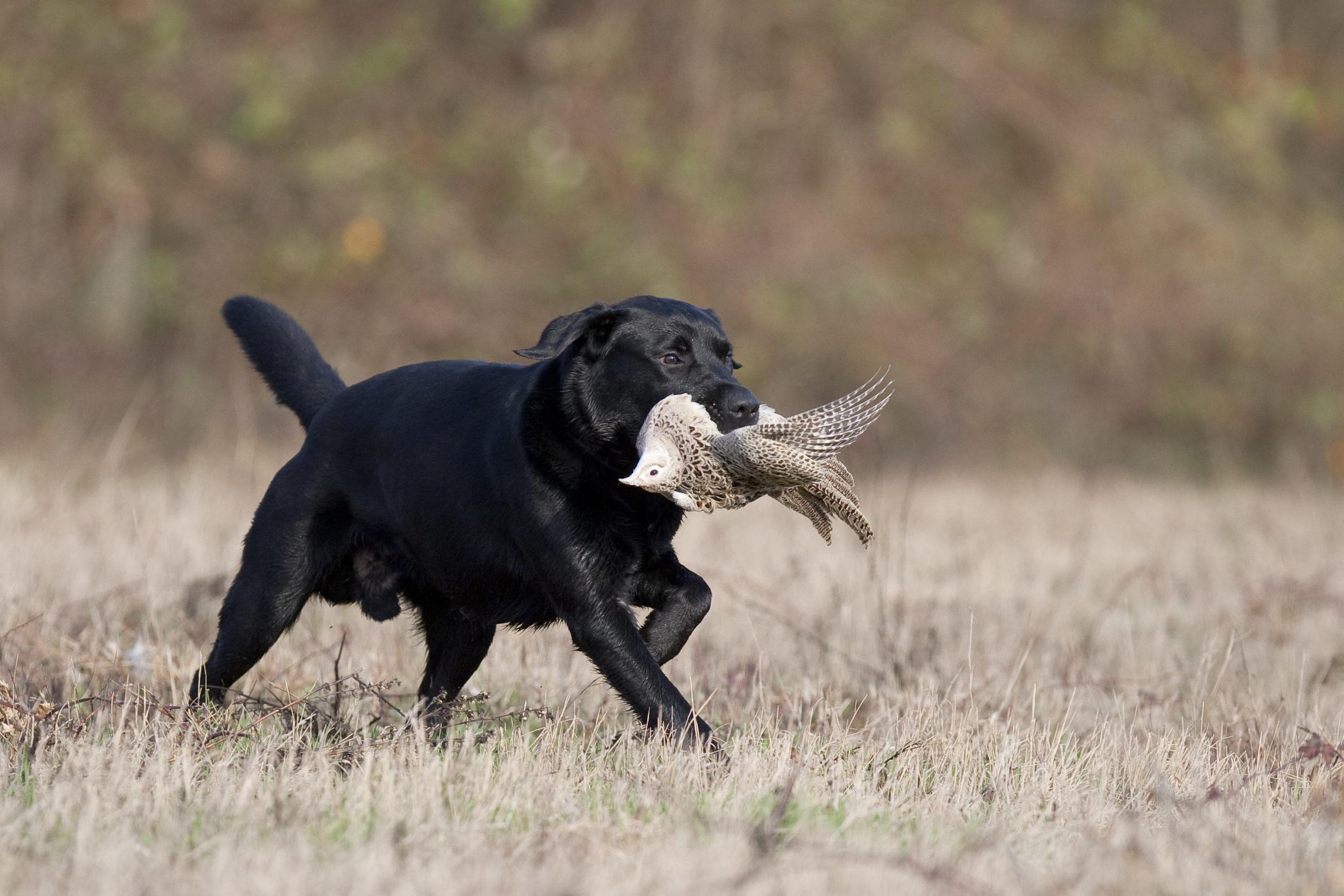 Chien de chasse de race labrador rapporte du gibier