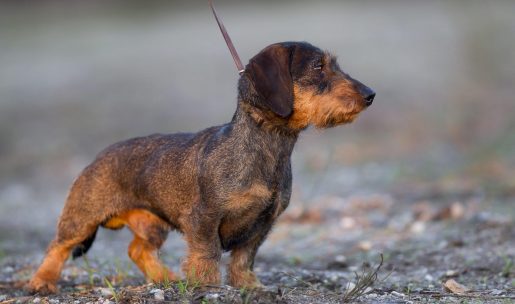 Chien de chasse de race teckel