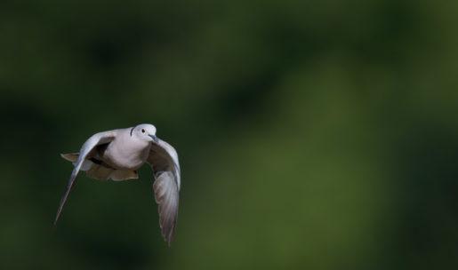 photo Tourterelle turque