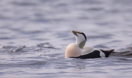 photo Eider à duvet