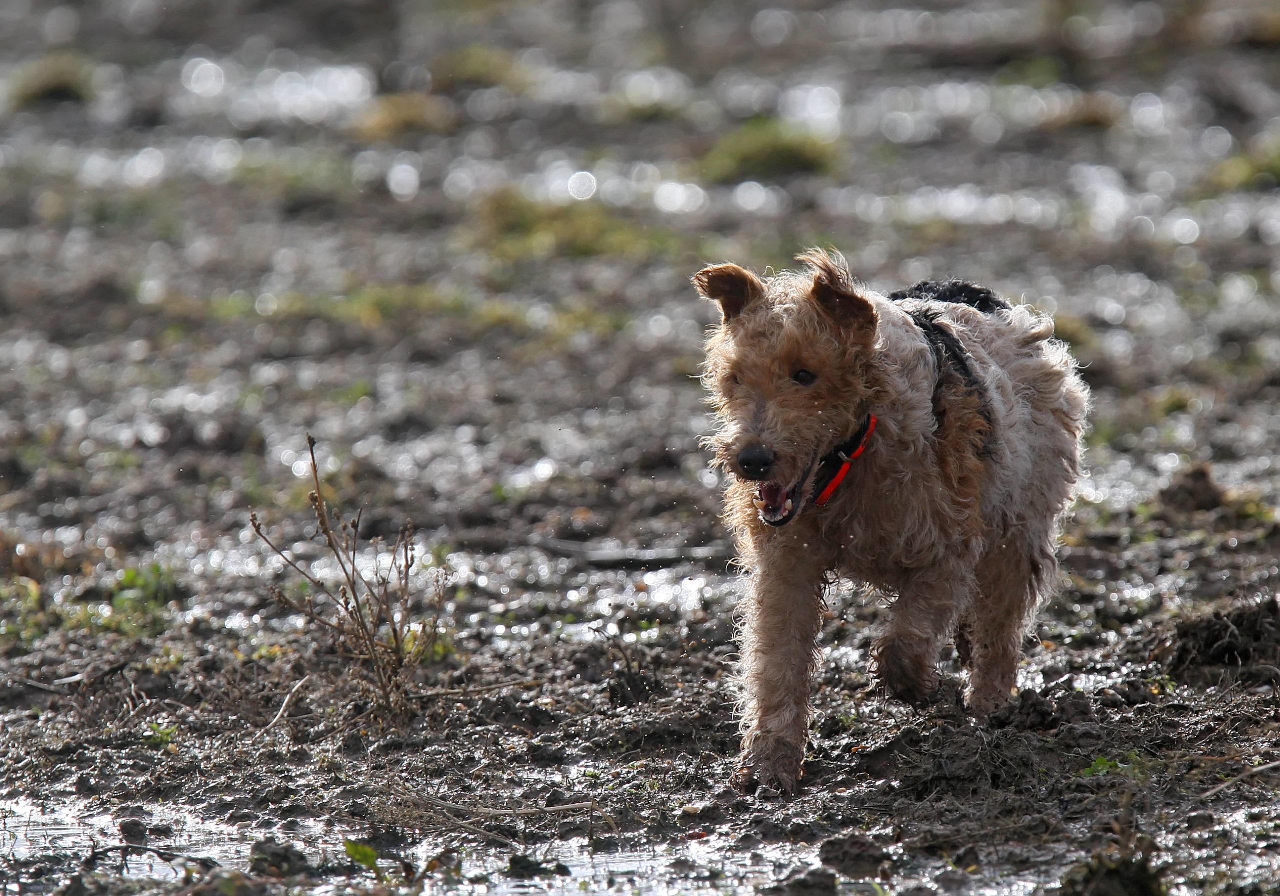 Chien de chasse de race fox terrier