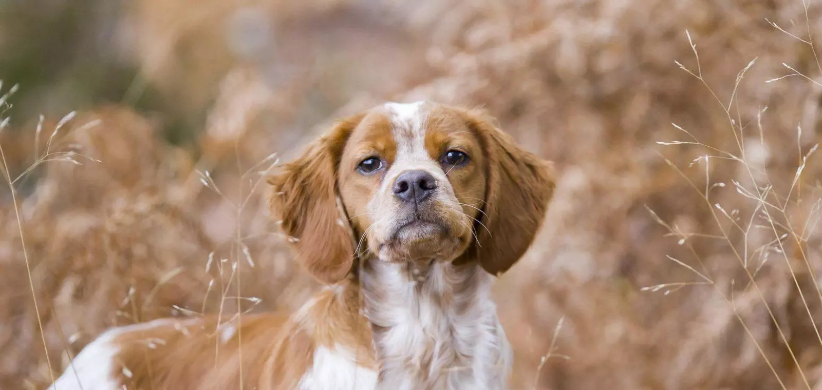 Chien de chasse de race epagneul breton
