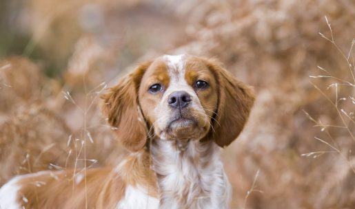 Chien de chasse de race epagneul breton