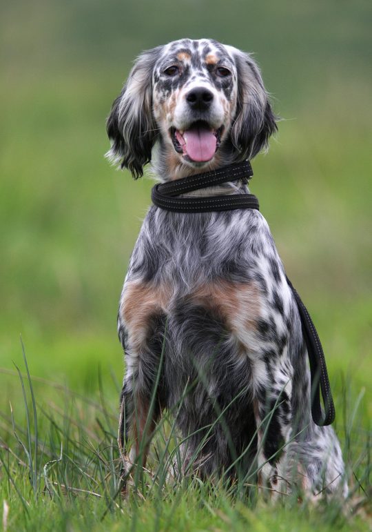 Photo chien de chasse assis dans un champs