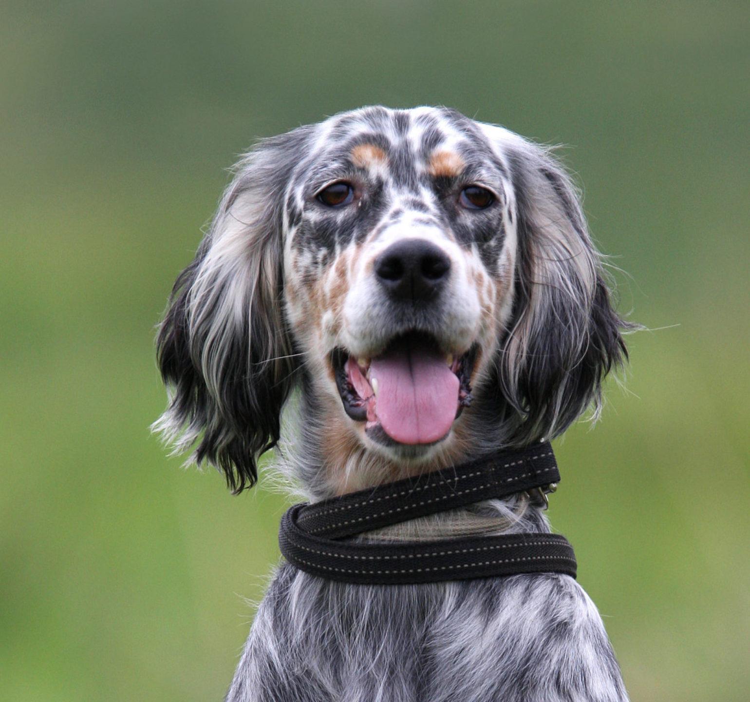 setter race de chien de chasse