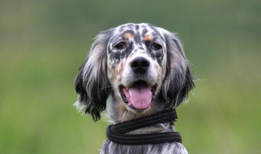 setter race de chien de chasse