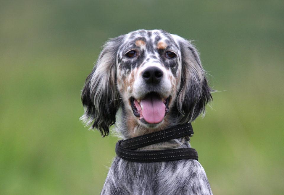 setter race de chien de chasse