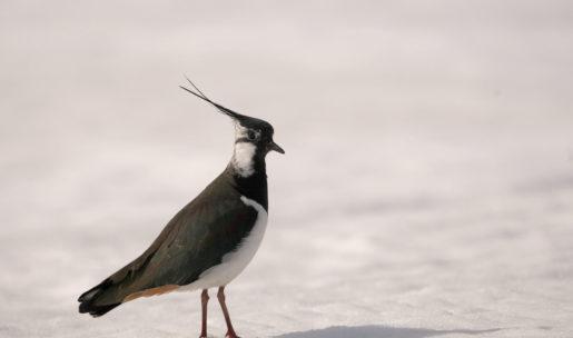 photo Vanneau huppé