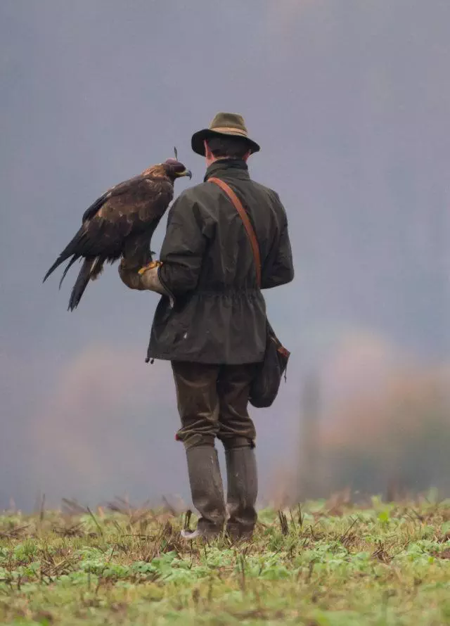 Un chasseur au vol avec son rapace