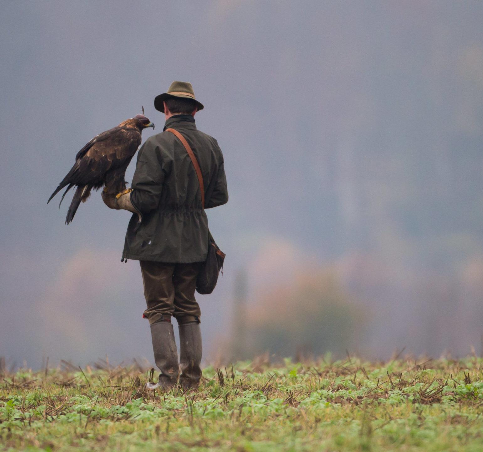 Un chasseur au vol avec son rapace