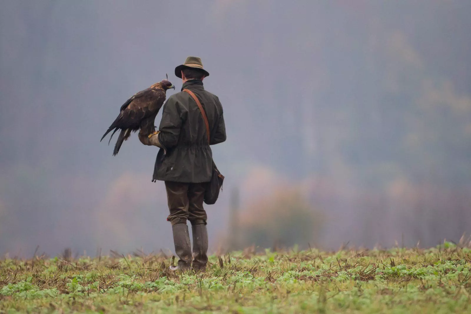 Un chasseur au vol avec son rapace