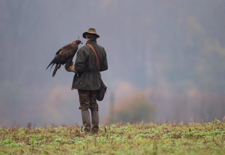 Un chasseur au vol avec son rapace