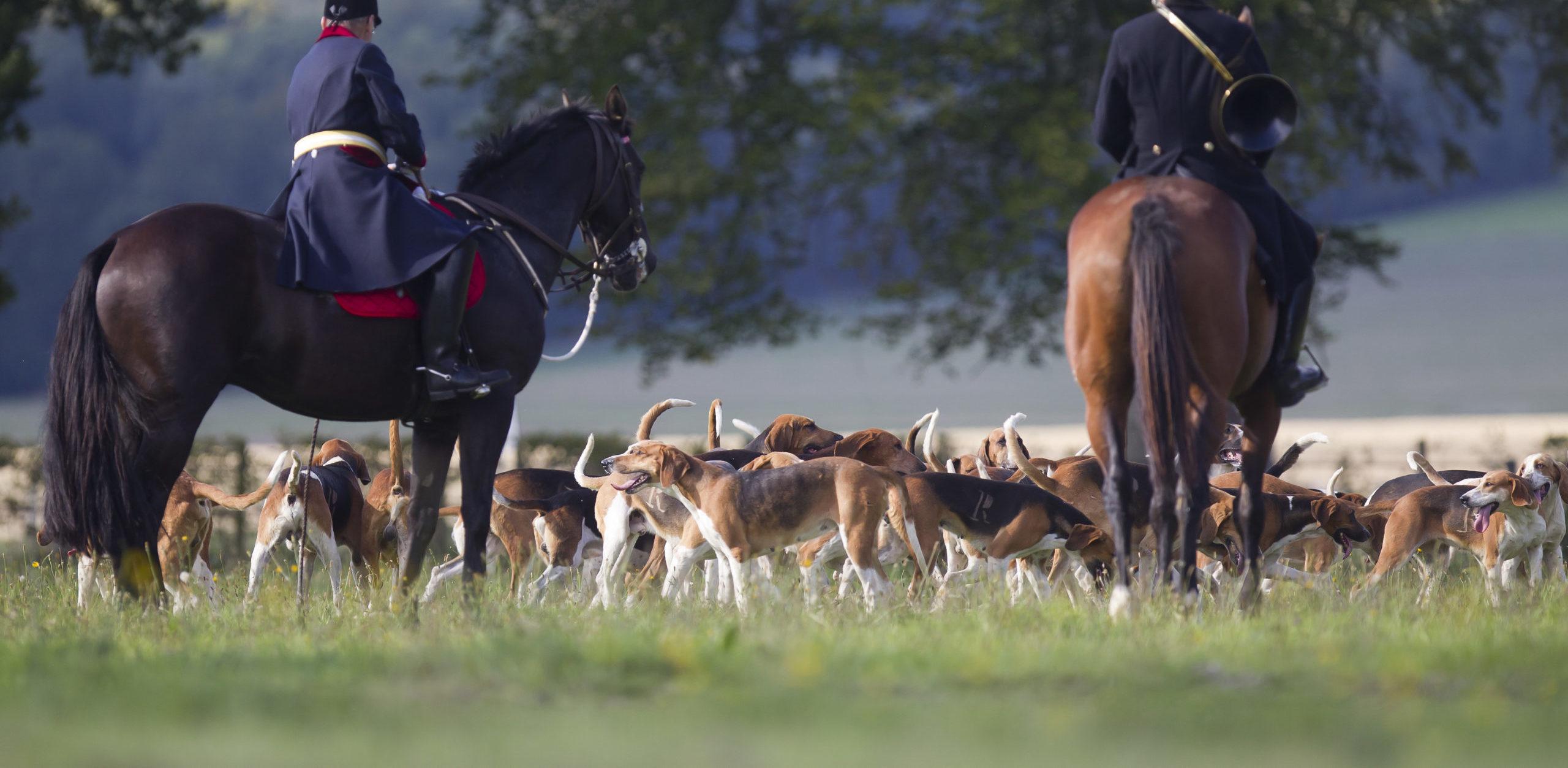 chiens de chasse Equipage de chasse à courre