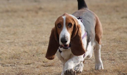 Chien de race Basset Hound