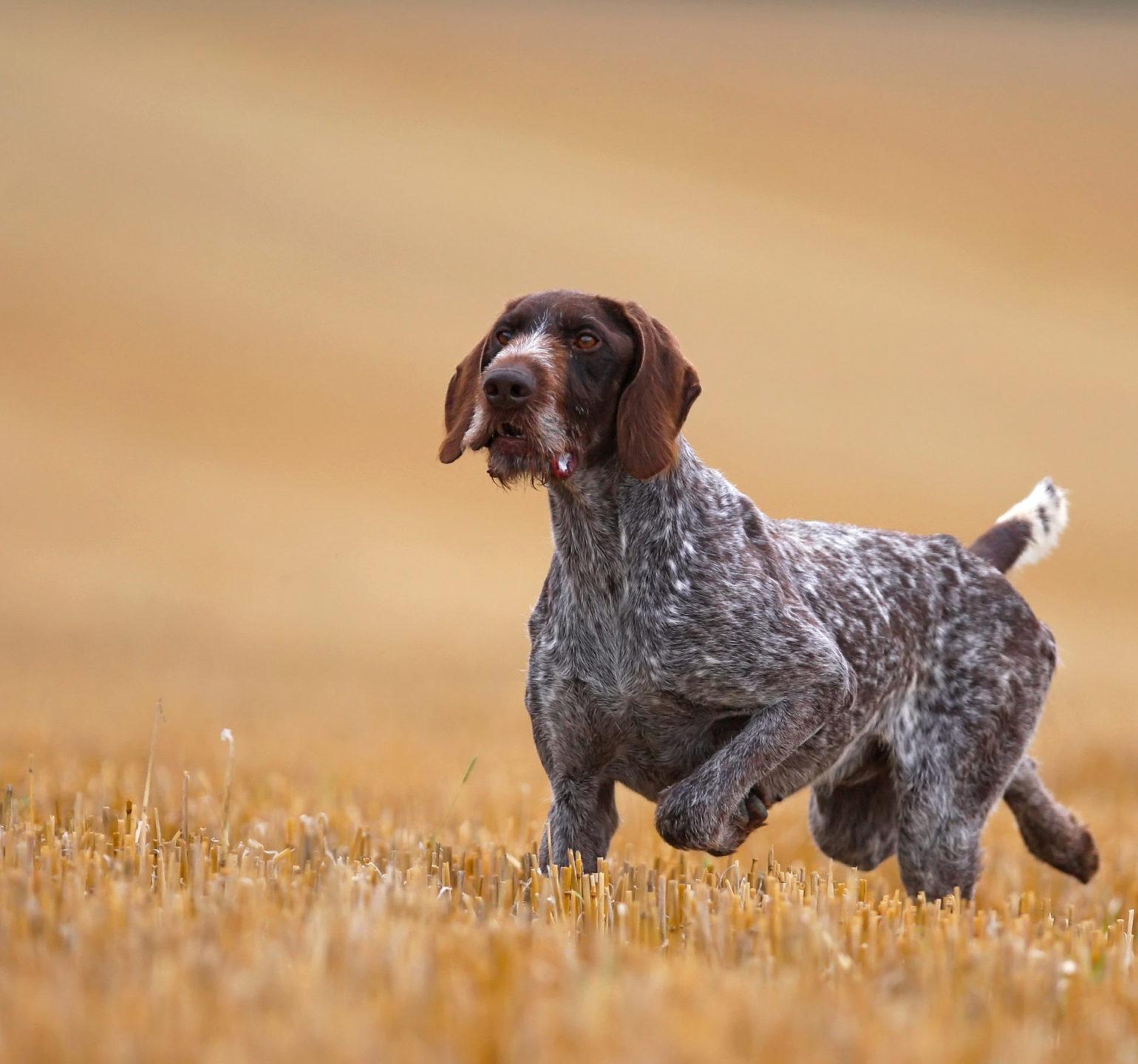 drahthaar race de chien de chasse