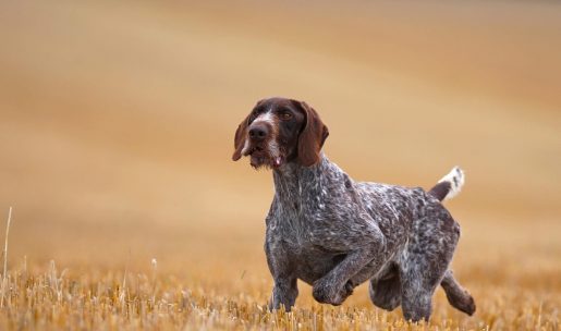 drahthaar race de chien de chasse