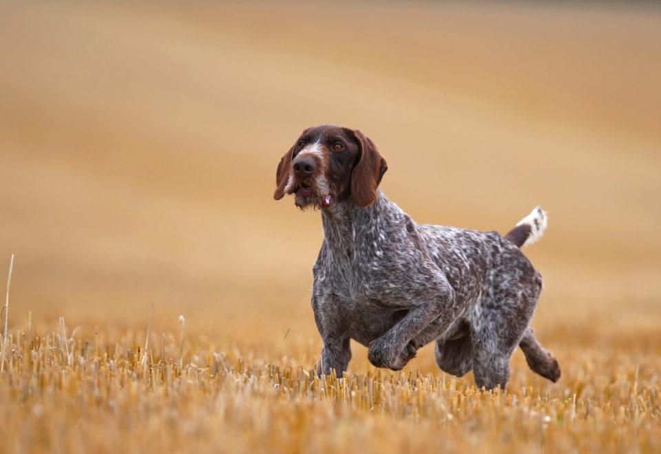 drahthaar race de chien de chasse