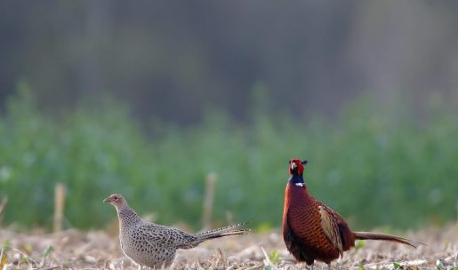 Photo faisan et poule faisane en plaine