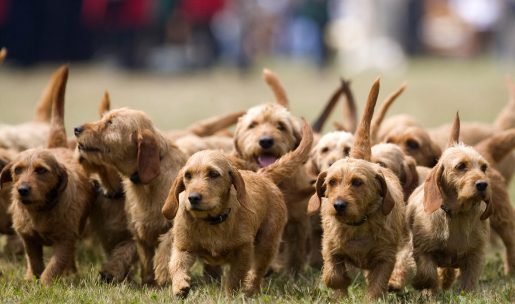 Chien de race basset fauve de Bretagne