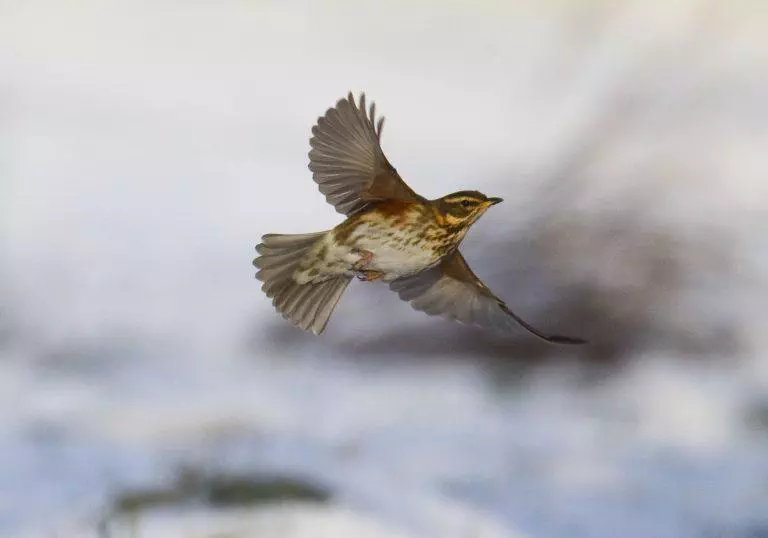 oiseau
