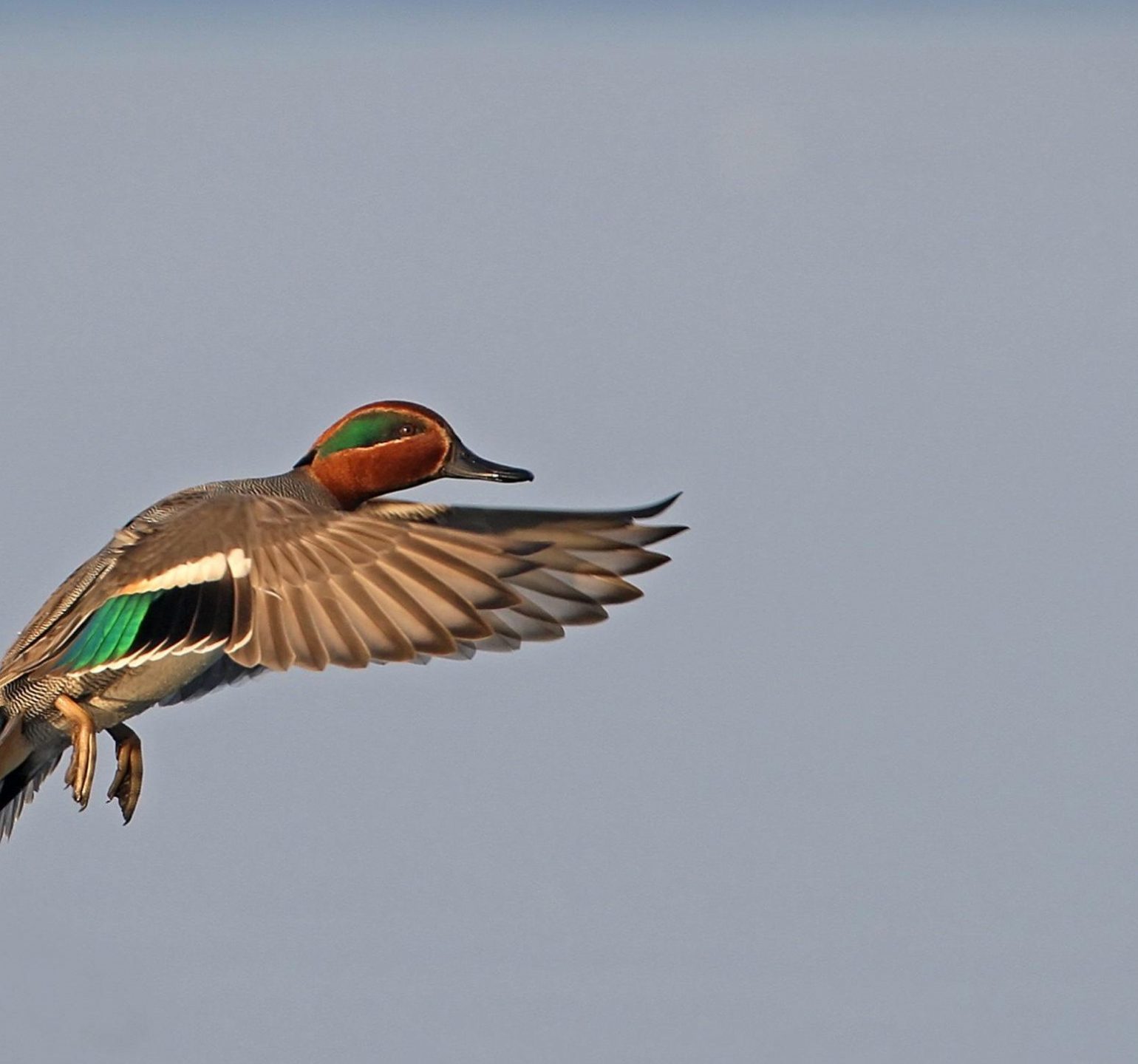 photo canard chasse