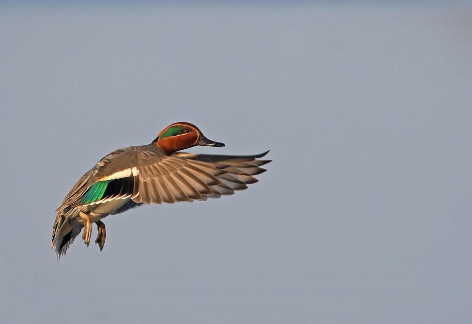 photo canard chasse