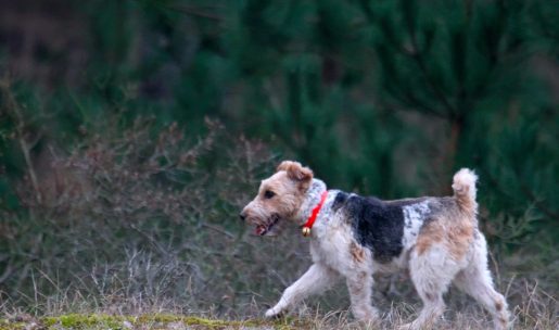 Chien de chasse de race fox terrier à poil dur