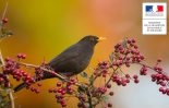 actualités chasse oiseaux