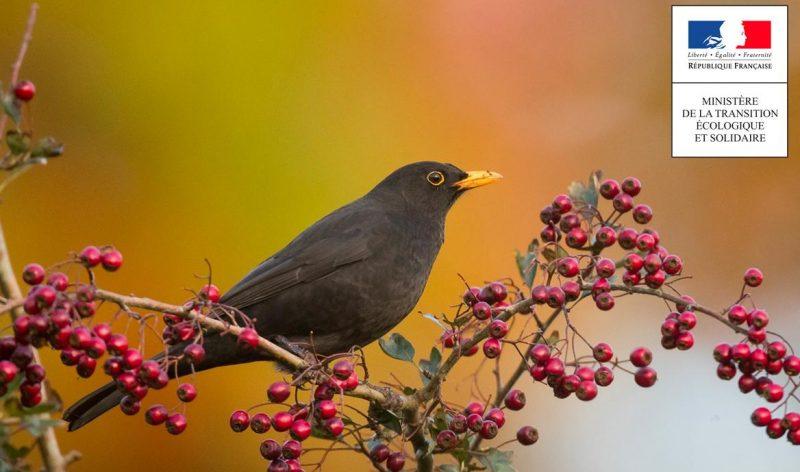 actualités chasse oiseaux