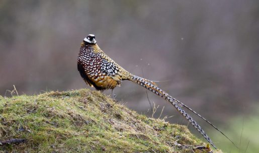 Photo faisan vénéré