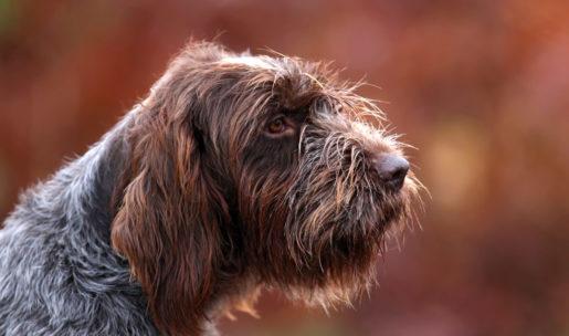 chien de chasse de race griffon d'arrêt à poils durs