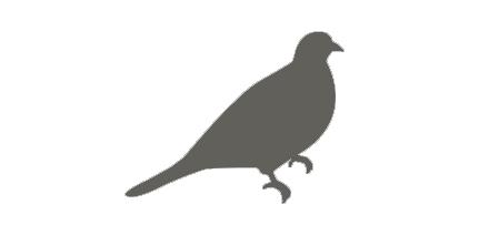 Pictogramme logo palombe pigeon
