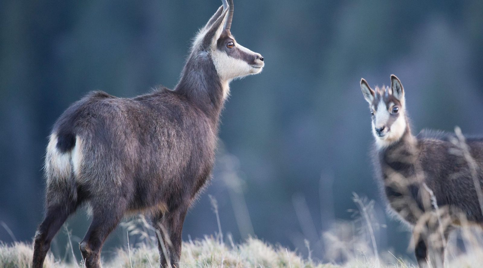 photo de chamois isard en montagne